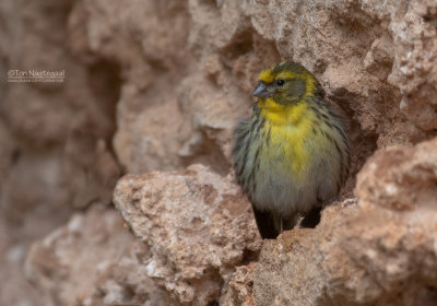 Europese Kanarie - European Serin - Serinus serinus