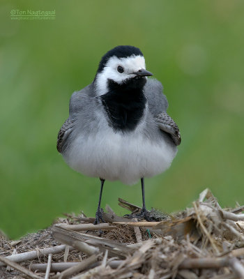 Wittekwikstaart - White wagtail - Motacilla alba