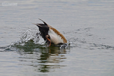 Krooneend - Red-crested Pochard - Netta rufina