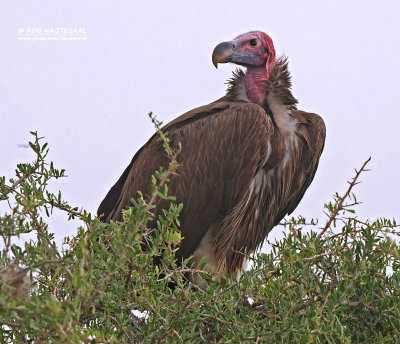 Oorgier - Lappet-faced Vulture - Torgos tracheliotus