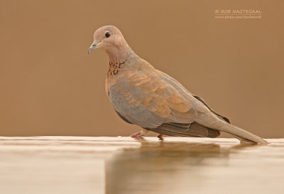 Palm tortel - Laughing dove - Streptopelia senegalensis