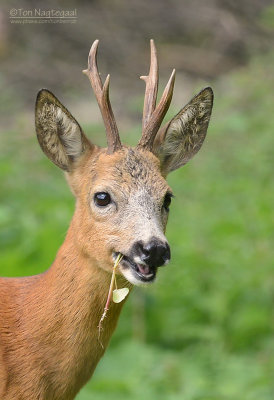 Ree - European Roe Deer - Capreolus capreolus