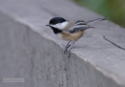 Amerikaanse Matkop - Black-capped Chickadee - Poecile atricapillus