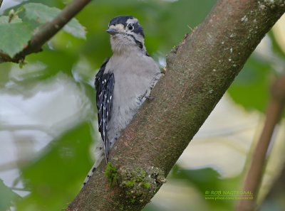Donsspecht - Downy Woodpecker - Picoides pubescens