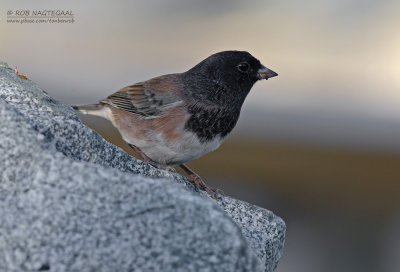 Grijze Junco - Dark-eyed Junco - Junco hyemalis