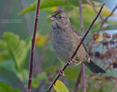 Goudkruingors - Golden-crowned Sparrow - Zonotrichia atricapilla