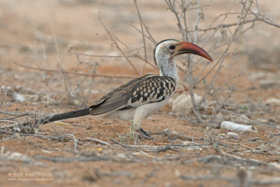 Roodsnaveltok - Northern Red-billed Hornbill - Tockus erythrorhynchus
