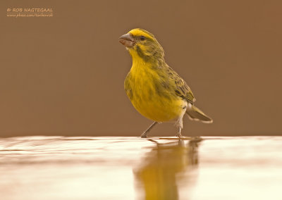 Witbuikkanarie - White-bellied Canary - Serinus dorsostriatus