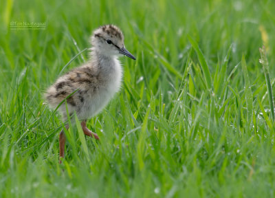 Tureluur - Redshank - Tringa totanus