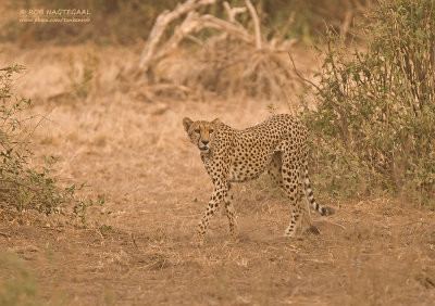 Cheetah - Cheetah - Acinonyx jubatus