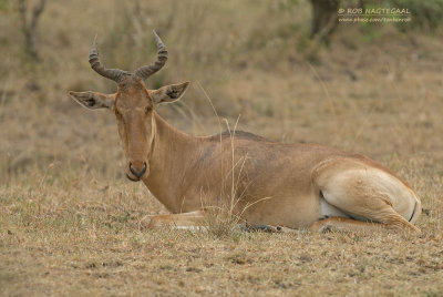Coke's Hartebeest - Coke’sHartenbeest - Alcelaphus buselaphus cokii
