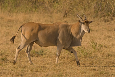 Elandantilope - Common Eland - Taurotragus oryx