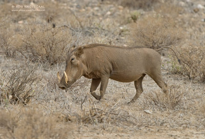 Wrattenzwijn - Warthog - Phacochoerus africanus