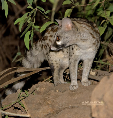 Gewone genetkat - Common Genet - Genetta genetta