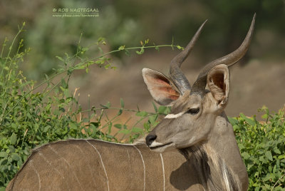 Grote Koedoe  - Greater Kudu - Tragelaphus strepsiceros 