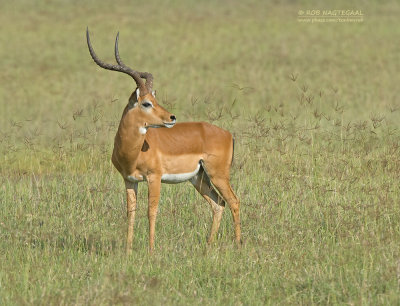 Impala - Impala - Aepyceros melampu