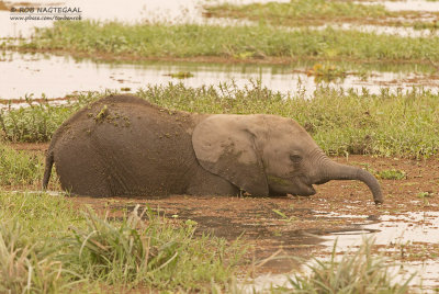 Afrikaanse Savanne olifant - African bush elephant - Loxodonta africana