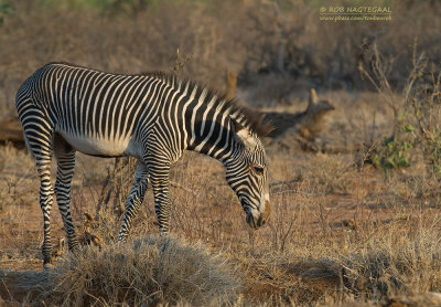 Grévy's zebra - Grévy's zebra - Equus grevyi
