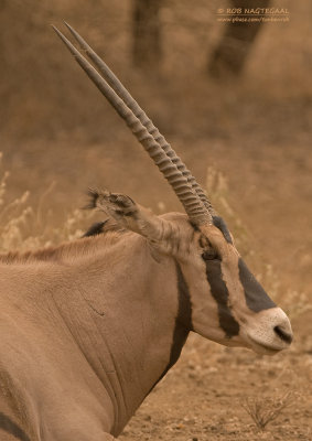Kwastoorspiesbok - Fringe-eared oryx - Oryx gazella callotis