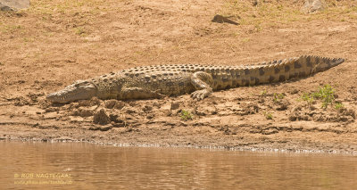 Nijlkrokodil - Nile Crocodile - Crocodylus niloticus