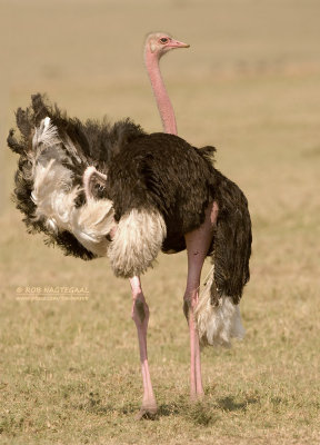 Struisvogel - Ostrich - Struthio camelus massaicus