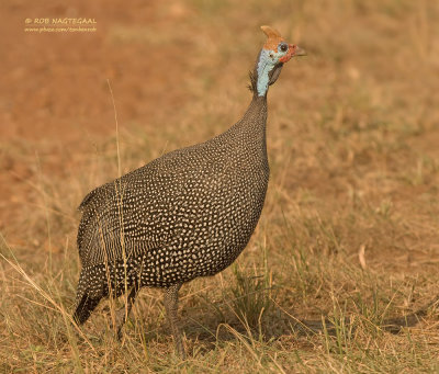 Helmparelhoen - Helmeted guineafowl - Numida meleagris