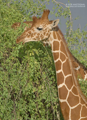 Netgiraffe - Reticulated Giraffe - Giraffa camelopardalis reticulata