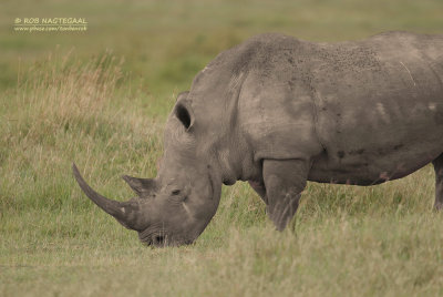 Witte neushoorn - White rhino - Ceratotherium simum