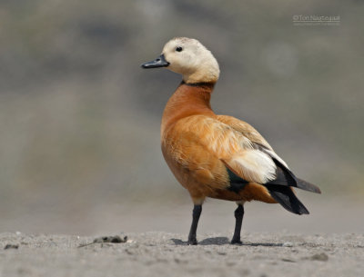 Casarca - Ruddy shelduck - Tadorna ferruginea