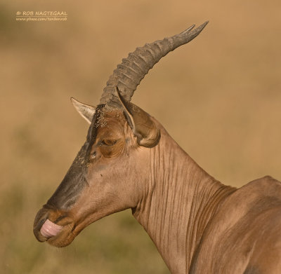 Topi - Topi - Damaliscus korrigum