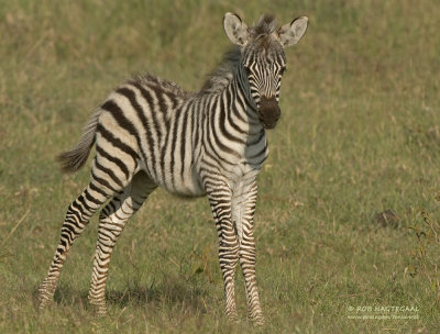 Steppe Zebra - Plains Zebra - Equus quagga