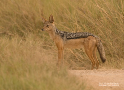 Zadel Jakhals - Black-backed Jackal - Canis mesomelas