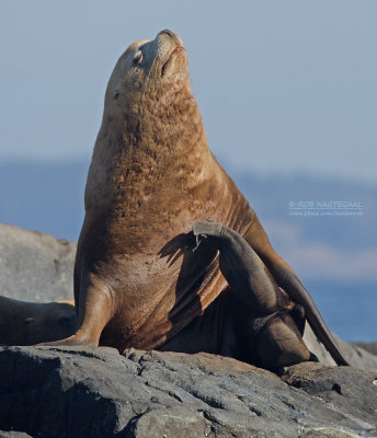 Stellers zeeleeuw - Steller's sea lion - Eumetopias jubatus