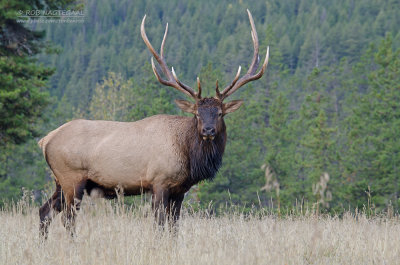 Rocky Mountain Wapiti - Rocky Mountain Elk - Cervus Canadensis nelsoni