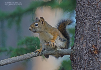 Amerikaanse rode eekhoorn - American Red Squirrel - Tamiasciurus hudsonicus 