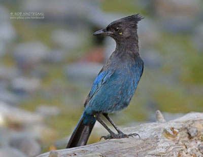 Stellers Gaai - Stellers Jay - Cyanocitta stelleri