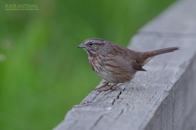 Zanggors - Song Sparrow - Melospiza melodia