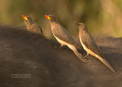 Geelsnavelossepikker - Yellow-billed Oxpecker - Buphagus africanus