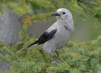 Grijze Notenkraker - Clark’s Nutcracker - Nucifraga columbiana