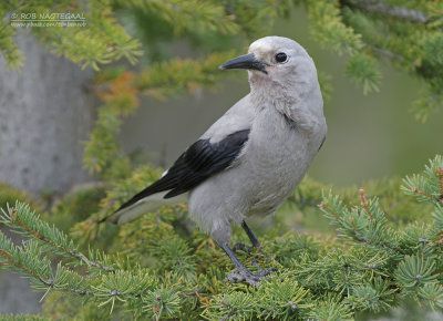 Grijze Notenkraker - Clarks Nutcracker - Nucifraga columbiana