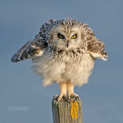 Velduil - Short-eared Owl - Asio flammeu