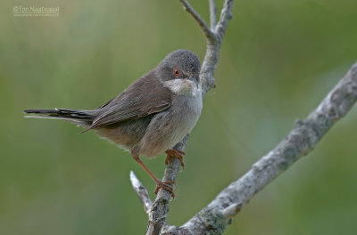 Kleine Zwartkop - Sardinian Warbler - Sylvia melanocephala