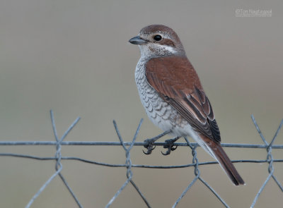 Grauwe Klauwier - Red-backed Shrike - Lanius collurio