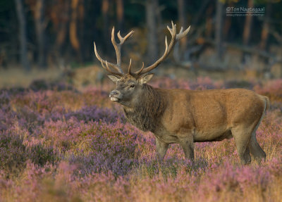 Edelhert - Red Deer - Cervus elaphus