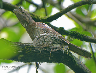 Ceylonkikkerbek - Sri Lanka Frogmouth - Batrachostomus moniliger