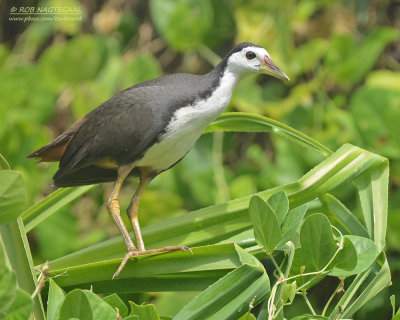 Witborstwaterhoen - White-breasted Waterhen - maurornis phoenicurus