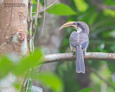 Ceylontok - Sri Lanka Gray Hornbill - Ocyceros gingalensis
