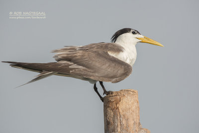 Grote Kuifstern - Great Crested Tern - Thalasseus bergii