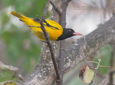 Zwartkop wielewaal - Black-hooded Oriole - Oriolus xanthornus