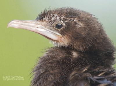 Indische Dwergaalscholver - Little Cormorant - Phalacrocorax niger